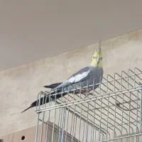 فروش عروس هلندی نر سخنگو