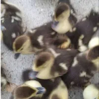 اردک جوجه . جوجه مرغ