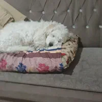 نیازمند سگ شیتزو تریر (ماده)