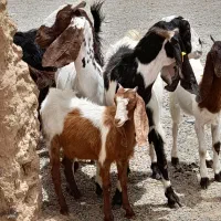 بز پاکستانی