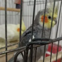 دو جفت عروس هلندی