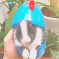 بچه خرگوش