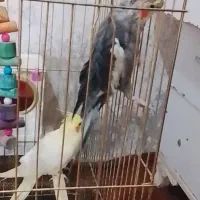 دوتا عروس هلندی نرو ماده