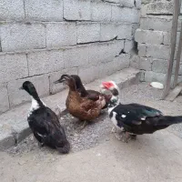 اردک روسی نر و اردک محلی