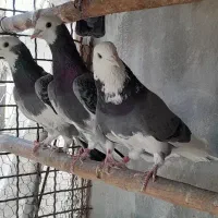 کبوتر...کفتر