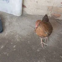 دوعدد جوجه محلی