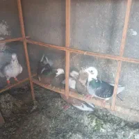 کفتر|پرنده|مشهد, بهمن|دیوار