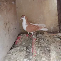 کبوتر