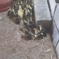جوجه اردک اسرائیلی