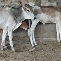 ۵ راس گوساله نر