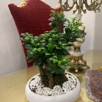 بونسای فیکوس گرین آیلند