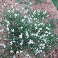 فروش سیصد من کاه عدس