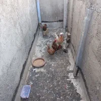 مرغ و خروس زینتی