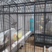 عروس هلندی نر سخنگو کلام بالا