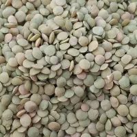 عدس درجه یک مغان