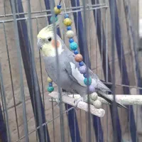 عروس هلندی سخنگو