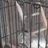 عروس هلندی ماده