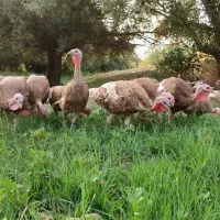 30عدد بوقلمون ماده با 20تا جوجه 3ماهه