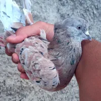 کبوتر سرور  سرخ  زرد