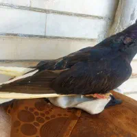 صرب اتریشی نر