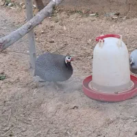 مرغ و خروس شاخدار