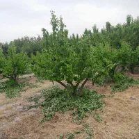 سمپاشی،نجات درختان از خشک شدن،بیماری شناس،باغبانی