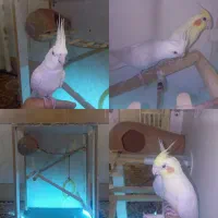 عروس هلندی
