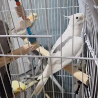 حراج|پرنده|خرمشهر, |دیوار