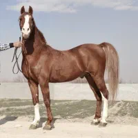 فروشی اسب کرد کره سهیل ۵ساله