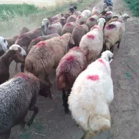 گوسفند داشتی آبستن سنگین شیشک