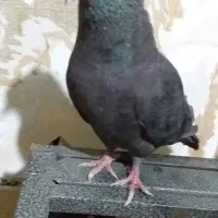 نر زاغ