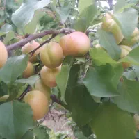 زاردالو خوی
