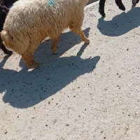 چهارعددبره نر