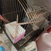 قفس پرنده