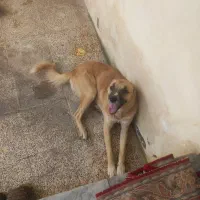 سگ دورگه بشدت حرف گوش