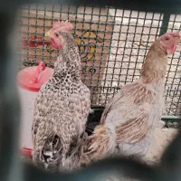 مرغ تخم گذار