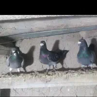 کفتر دوبر
