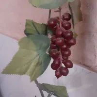 بذر کاهو کلم  شنبلیله سبزی خشک شوید شملیز