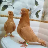 زرد کاکلی فری نر و ماده