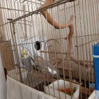 عروس‌هولندی