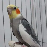 فروش دو عروس هلندی نر و ماده