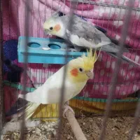 عروس هلندی