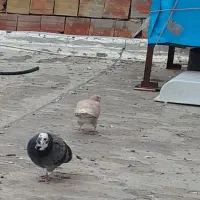 کفتر باخ رفته