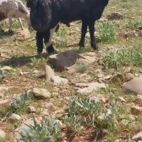 شیشک قوچ