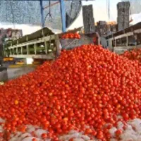 خرید گوجه ربی