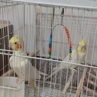 عروس هلندی