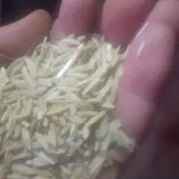 گندم و جو