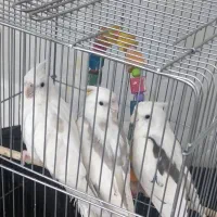 سلام عروس هلندی دوکت