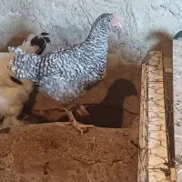 نیمچه خروس آمروک