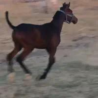 اسب کره اسب کرد